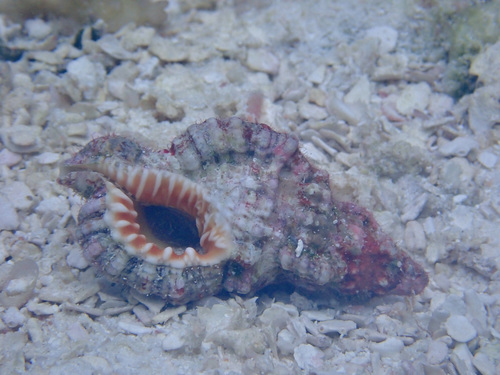 Monoplex nicobaricus observed 2021-10-15