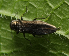 Agrilus celti