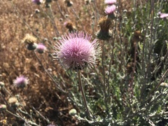 Cirsium occidentale