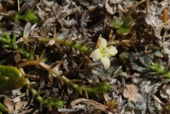 Galium perpusillum