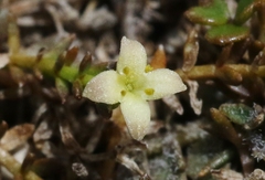 Galium perpusillum