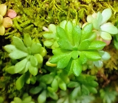 Sedum nevii