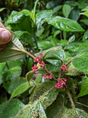 Miconia reitziana
