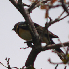 Pheucticus melanocephalus