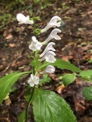 Scutellaria serrata