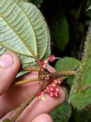 Miconia reitziana