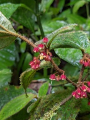 Miconia reitziana