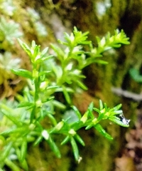 Sedum nevii
