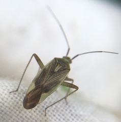 Closterotomus trivialis