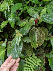 Miconia reitziana