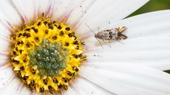 Lithariapteryx abroniaeella