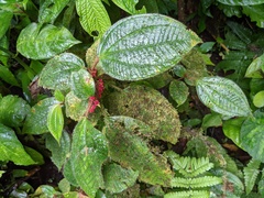 Miconia reitziana