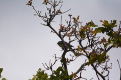 Pheucticus melanocephalus