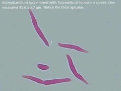 Tulasnella