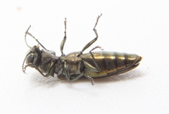 Agrilus celti