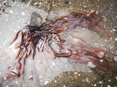 Ascophyllum nodosum