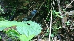 Psolodesmus mandarinus