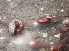 Ascophyllum nodosum