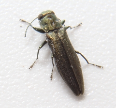 Agrilus celti