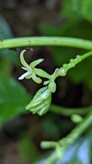 Hoffmannia viridis