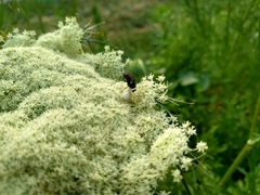 Daucus
