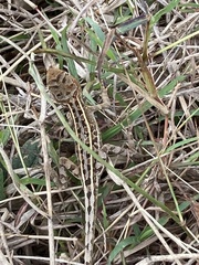 Diporiphora australis