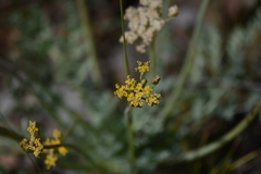 Cymopterus longipes