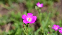 Calandrinia ciliata