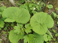Petasites japonicus