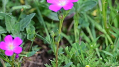 Calandrinia ciliata