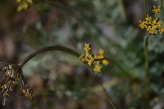 Cymopterus longipes