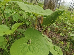 Petasites japonicus