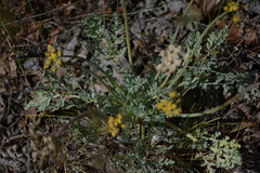 Cymopterus longipes