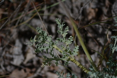 Cymopterus longipes