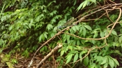 Bayadera brevicauda