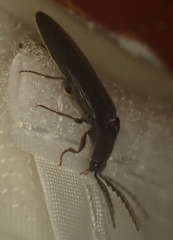 Melanotus castanipes