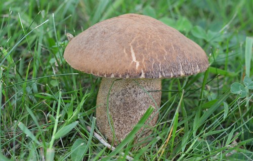 Leccinellum crocipodium (Letell.) Della Magg. & Trassin.