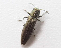 Agrilus celti