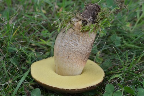 Representative image of Leccinellum crocipodium