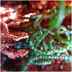 Chaetomorpha spiralis