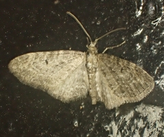Eupithecia satyrata
