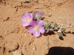 Phemeranthus brevifolius