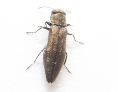 Agrilus celti
