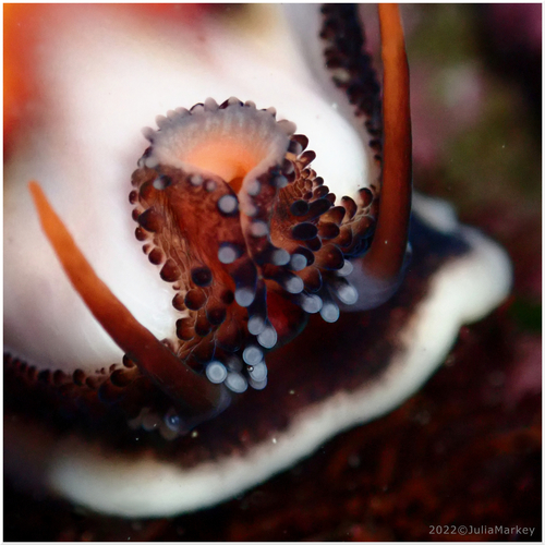 Chestnut Cowry