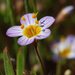 Thread Linanthus - Photo (c) 2009 Barry Breckling, some rights reserved (CC BY-NC-SA)