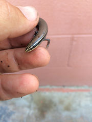 Plestiodon tetragrammus brevilineatus
