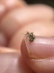 Crepidomanes intricatum