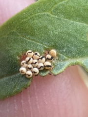 Galerucella calmariensis