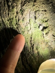 Crepidomanes intricatum