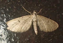 Eupithecia indigata